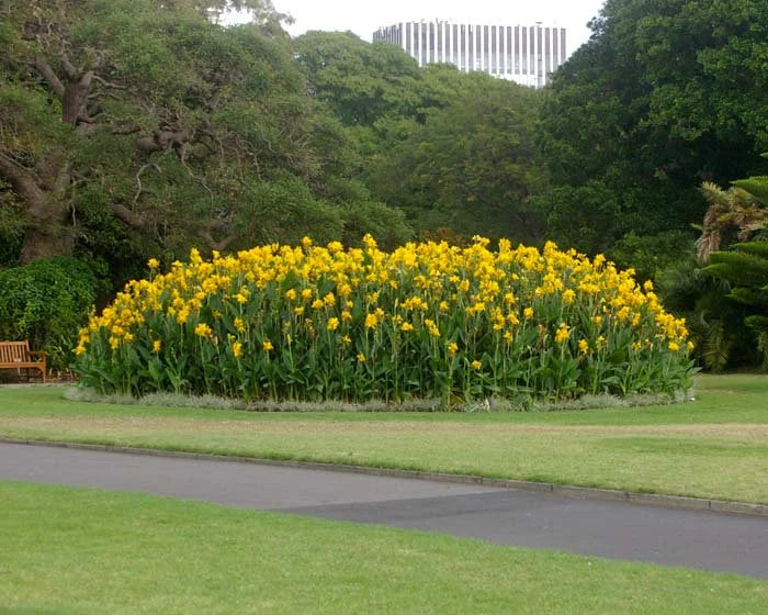 Canna Lily Yellow - 5 Gallon