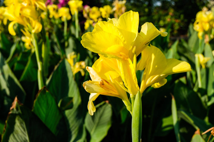 Canna Lily Yellow - 5 Gallon