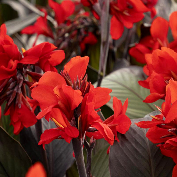 Canna Lily Black - 5 Gallon