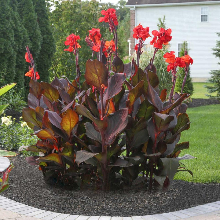 Canna Lily Black - 5 Gallon