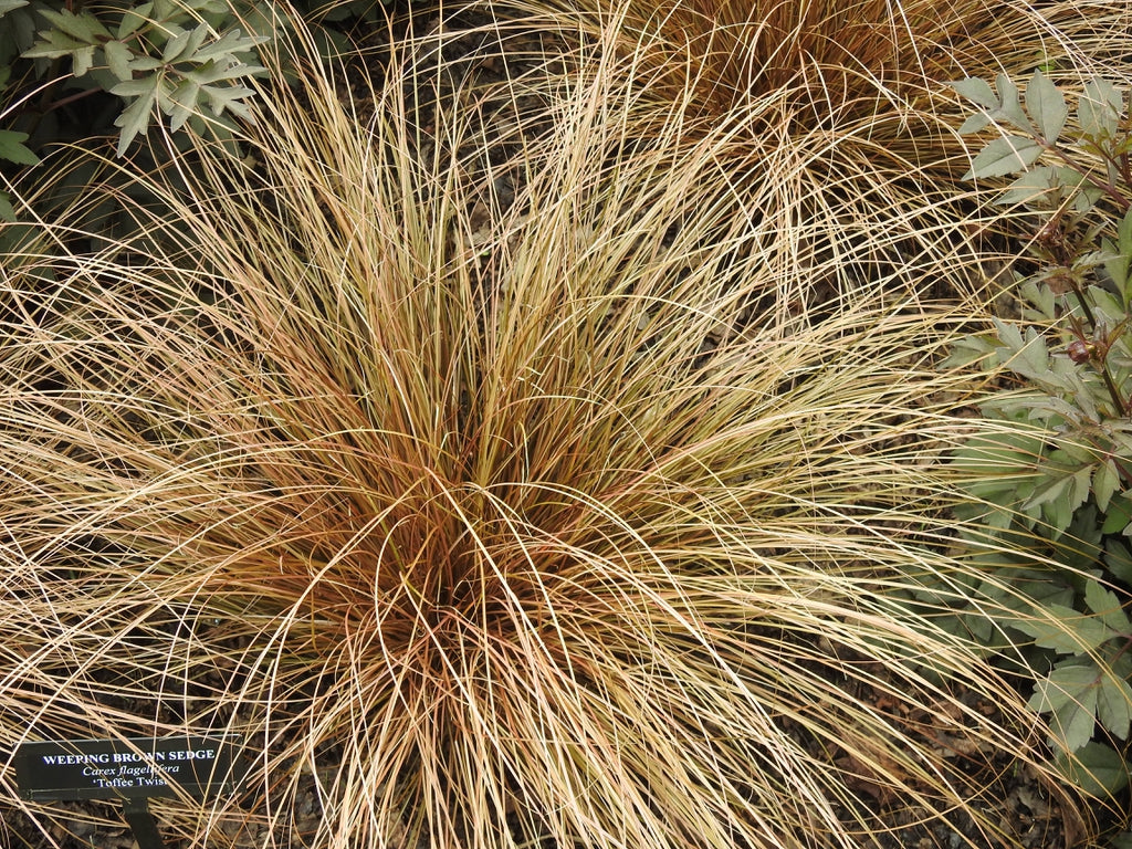 Carex flagellifera (Weeping Brown Sedge) - 5 Gallon