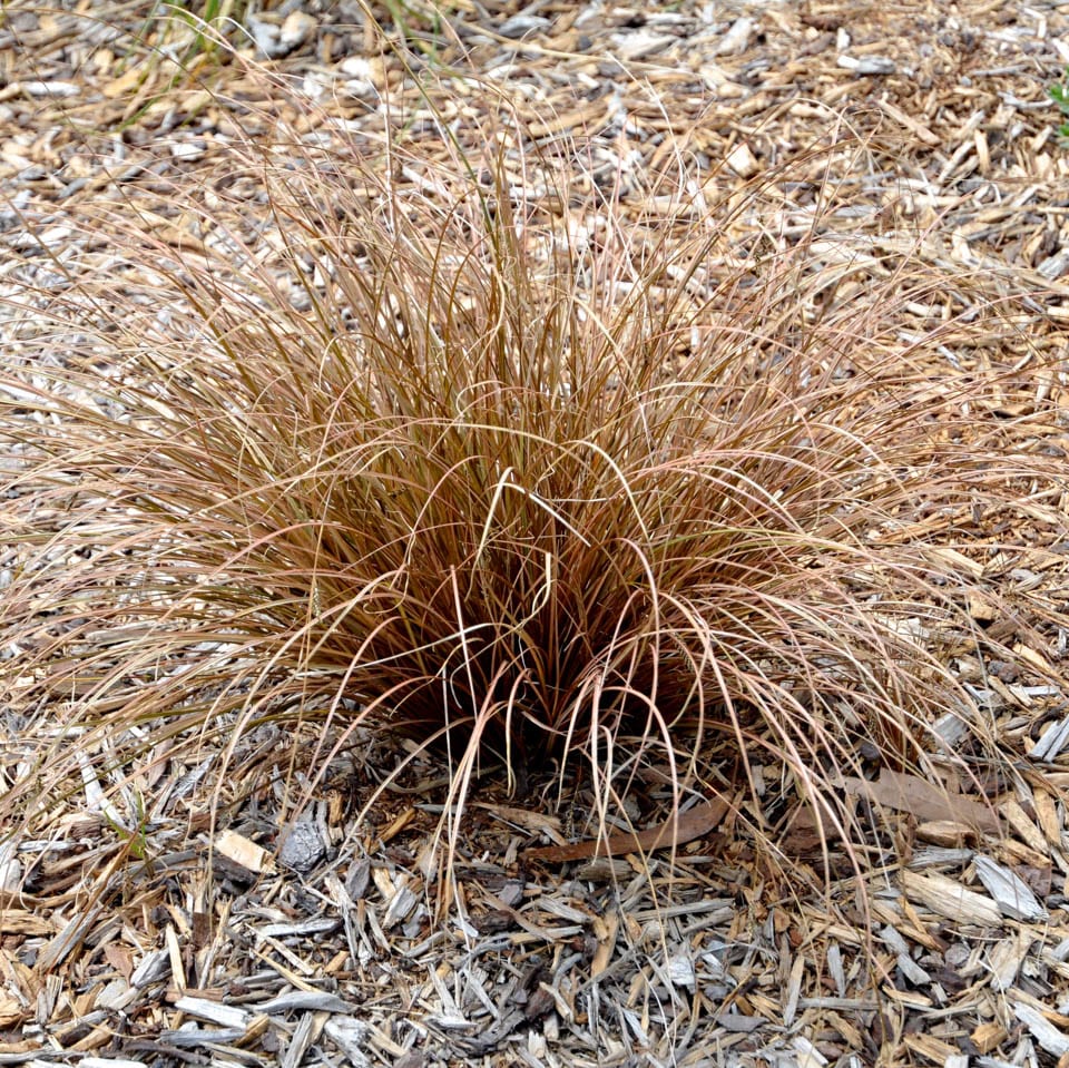 Carex flagellifera (Weeping Brown Sedge) - 5 Gallon
