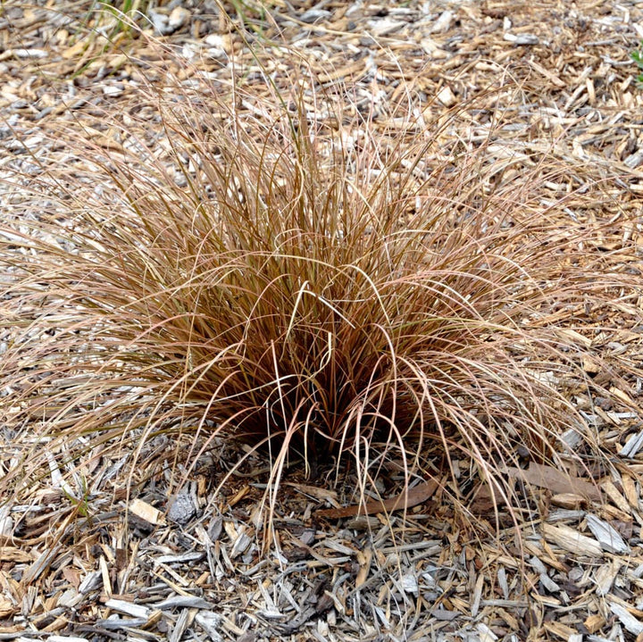 Carex flagellifera (Weeping Brown Sedge) - 5 Gallon