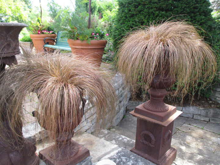 Carex flagellifera (Weeping Brown Sedge) - 5 Gallon