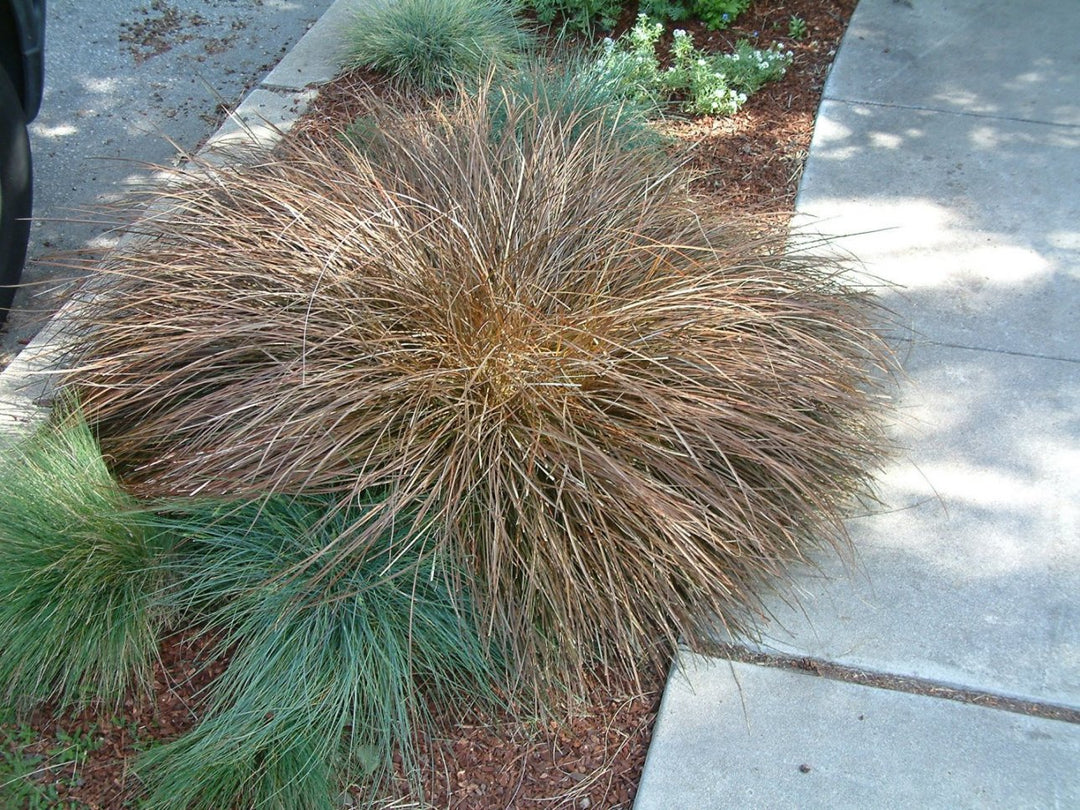 Carex flagellifera (Weeping Brown Sedge) - 5 Gallon