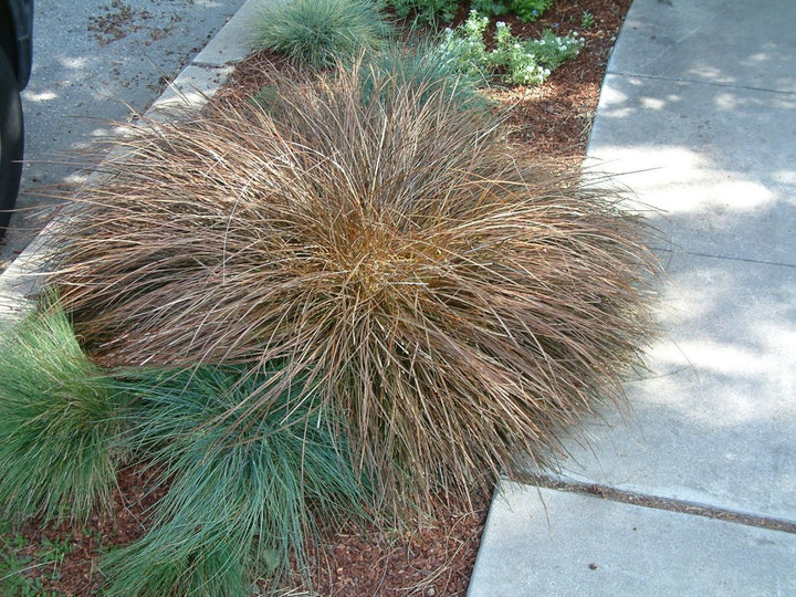 Carex flagellifera (Weeping Brown Sedge) - 5 Gallon