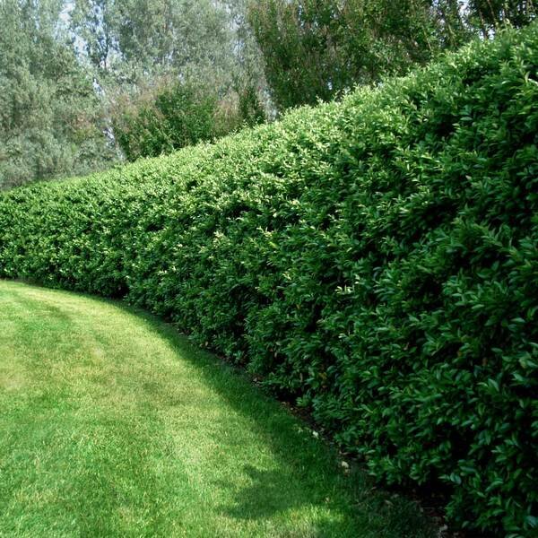 Carolina Cherry Laurel - 15 Gallon Column