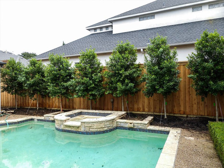 Carolina Cherry Laurel Tree - 15 Gallon Standard