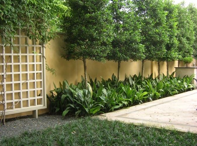 Carolina Cherry Laurel Tree - 15 Gallon Standard
