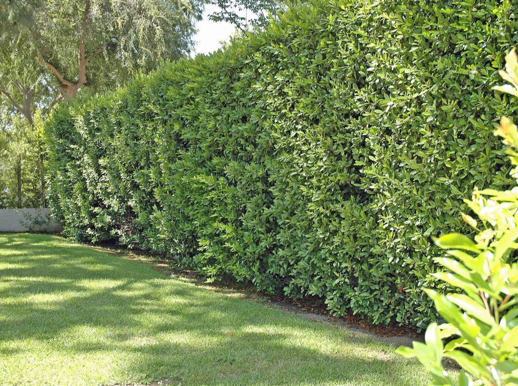 Carolina Cherry Laurel - 15 Gallon Column