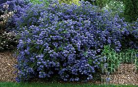 Ceanothus 'Concha' California Lilac 'Concha' - 5 Gallon