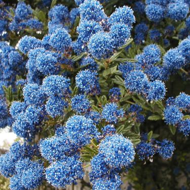 Ceanothus 'Concha' California Lilac 'Concha' - 5 Gallon