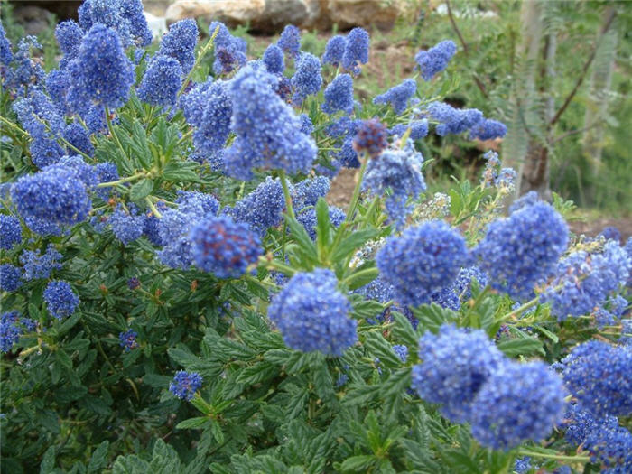 Ceanothus 'Concha' California Lilac 'Concha' - 5 Gallon