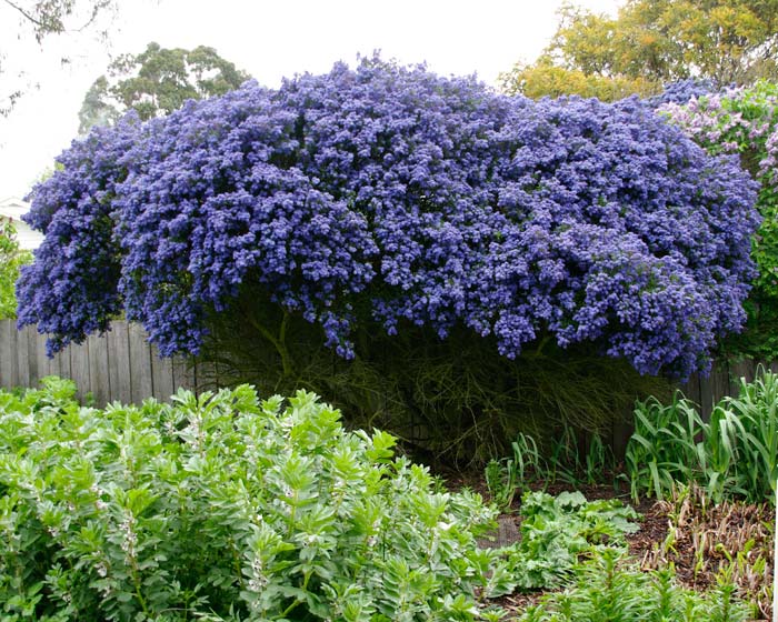 Ceanothus 'Concha' California Lilac 'Concha' - 5 Gallon