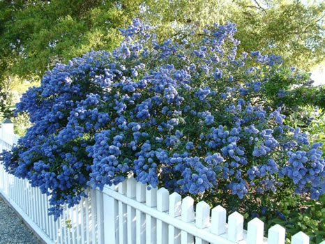Ceanothus 'Concha' California Lilac 'Concha' - 5 Gallon