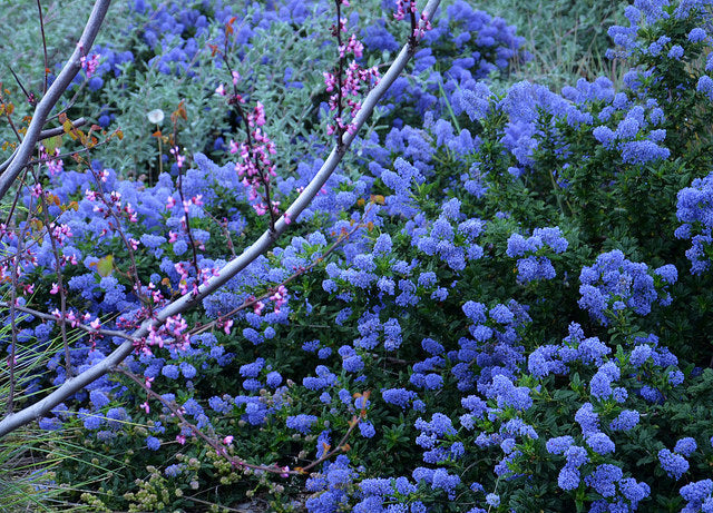 Ceanothus 'Joyce Coulter' California Lilac 'Joyce Coulter'  - 5 Gallon