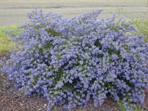 Ceanothus 'Joyce Coulter' California Lilac 'Joyce Coulter'  - 5 Gallon