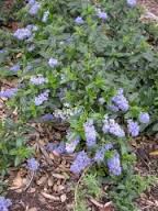 Ceanothus 'Joyce Coulter' California Lilac 'Joyce Coulter'  - 5 Gallon