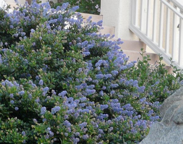 Ceanothus 'Joyce Coulter' California Lilac 'Joyce Coulter'  - 5 Gallon