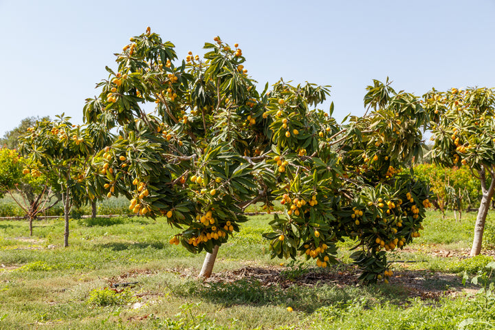Champagne Loquat Tree - 15 Gallon