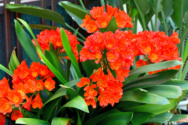 Clivia miniata Orange