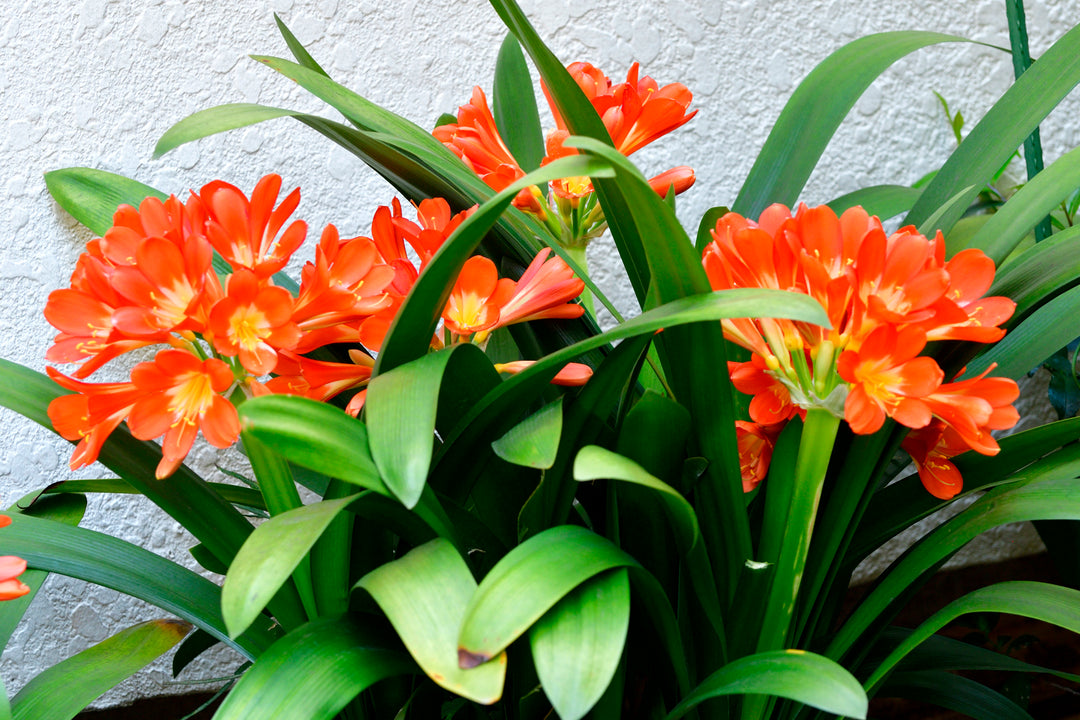 Clivia miniata Orange