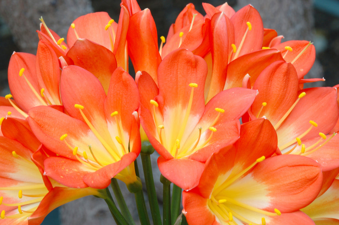 Clivia miniata Orange