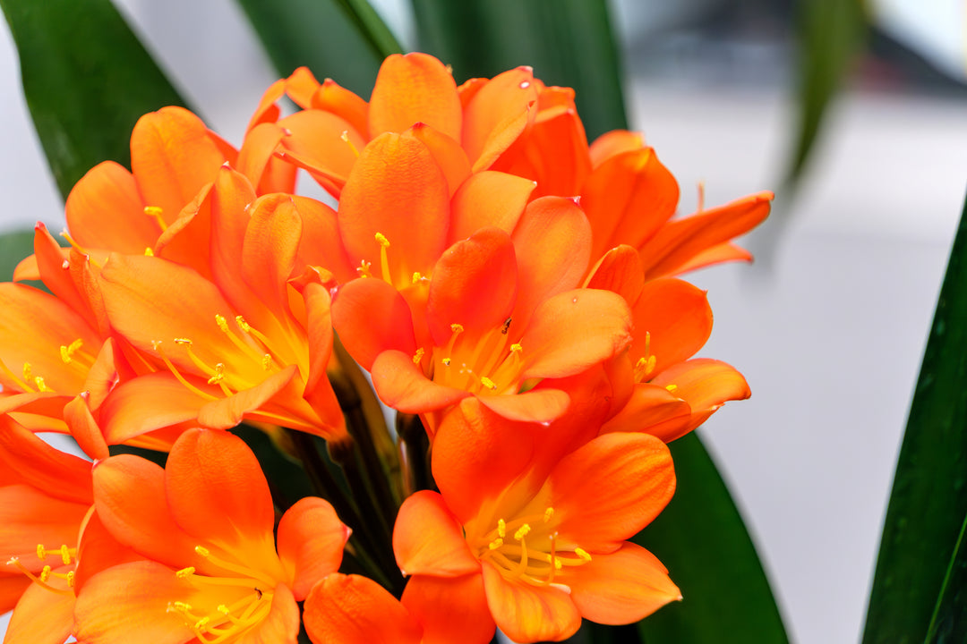 Clivia miniata Orange