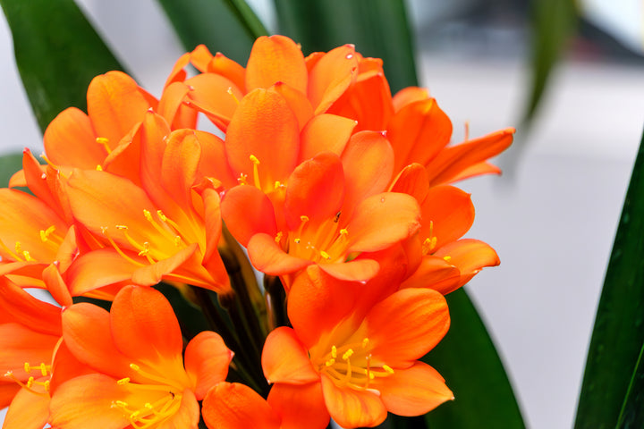 Clivia miniata Orange