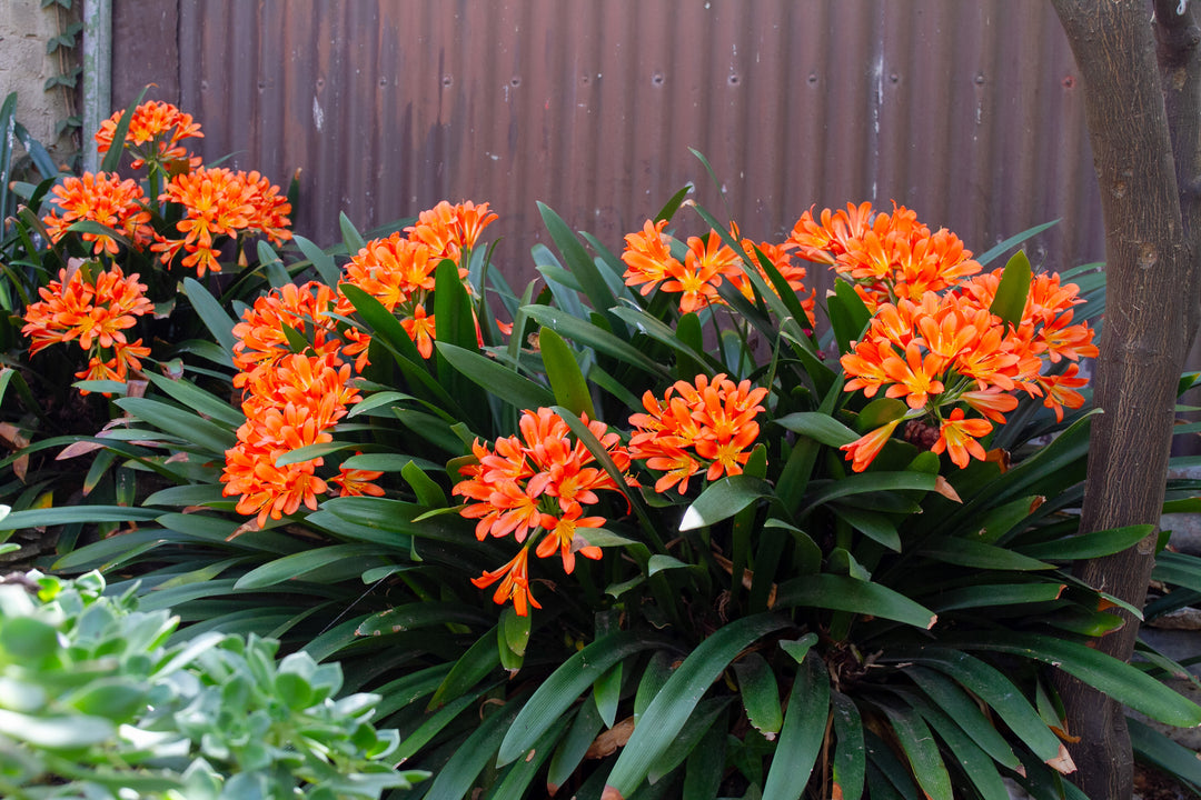 Clivia miniata Orange