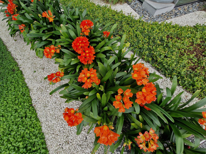 Clivia miniata Orange