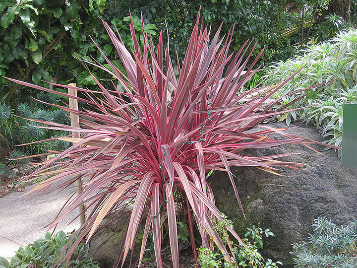 Cordyline 'Electric Pink' - 15 Gallon