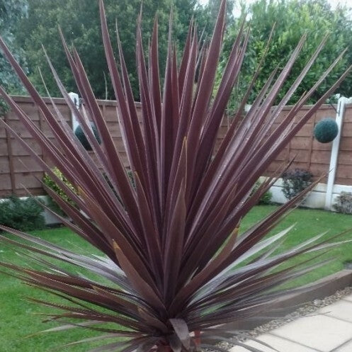 Cordyline Red Star - 5 Gallon