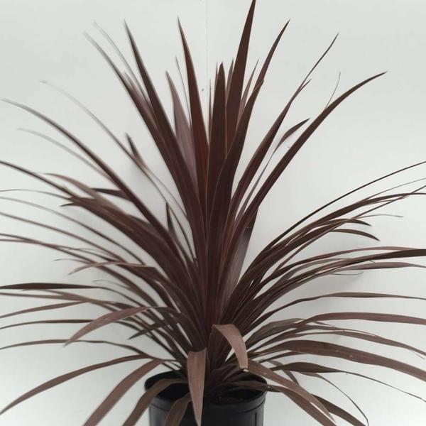 Cordyline Red Star - 5 Gallon