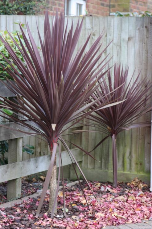 Cordyline Red Star - 5 Gallon