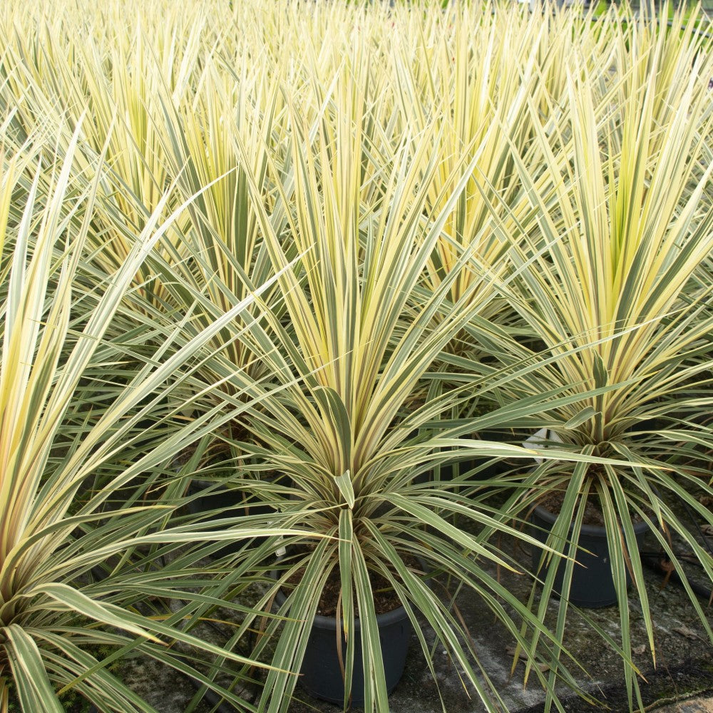 Cordyline Torbay Dazzler - 5 Gallon