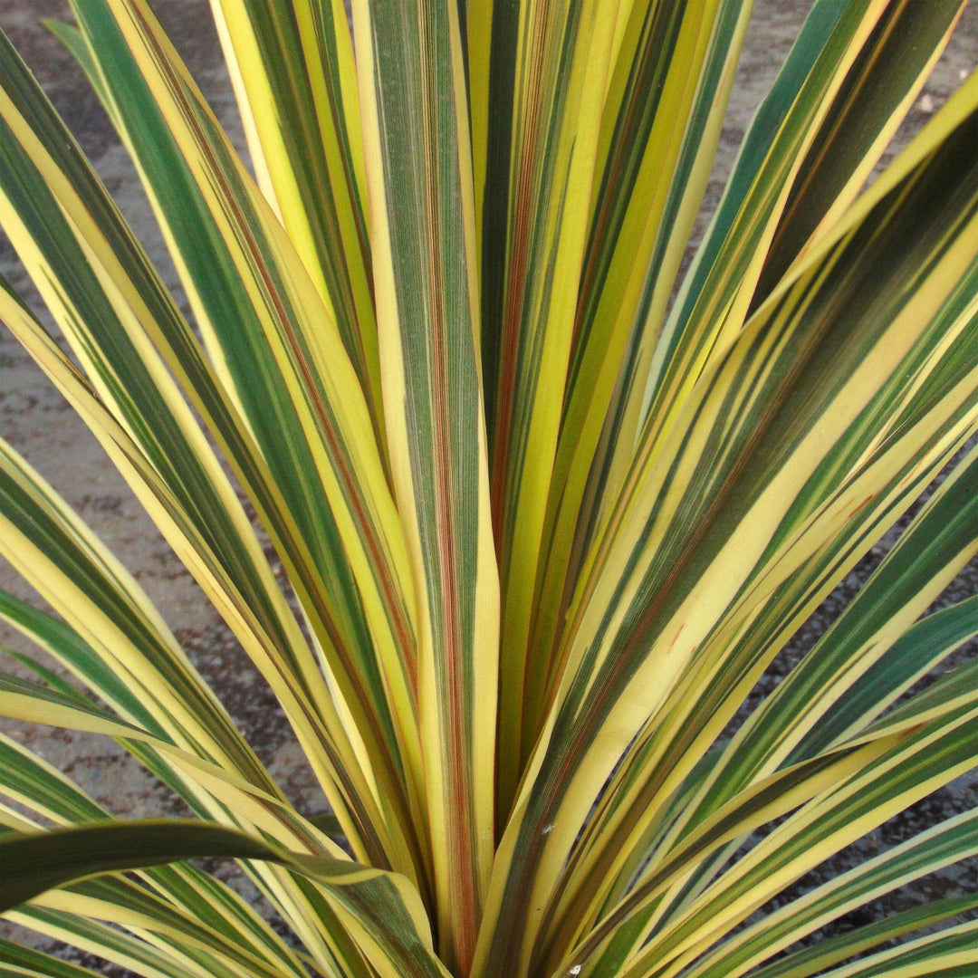 Cordyline Torbay Dazzler - 5 Gallon