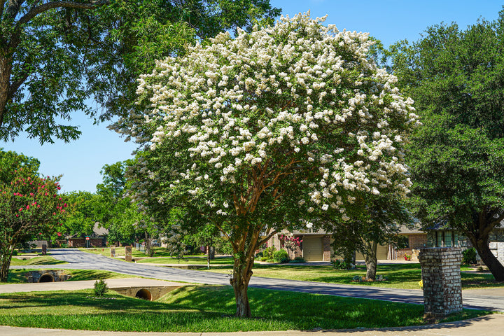 Natchez Crape Myrtle Tree - 24" Box Single Trunk