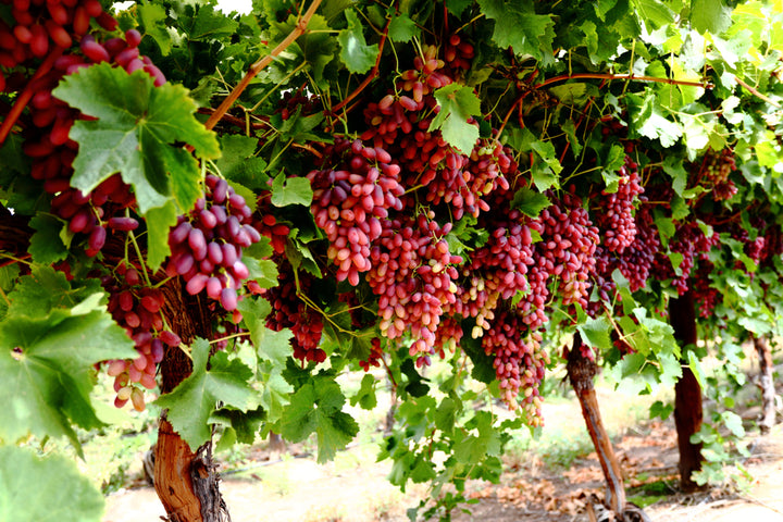 Crimson Seedless Table Grape Vine - 5 Gallon