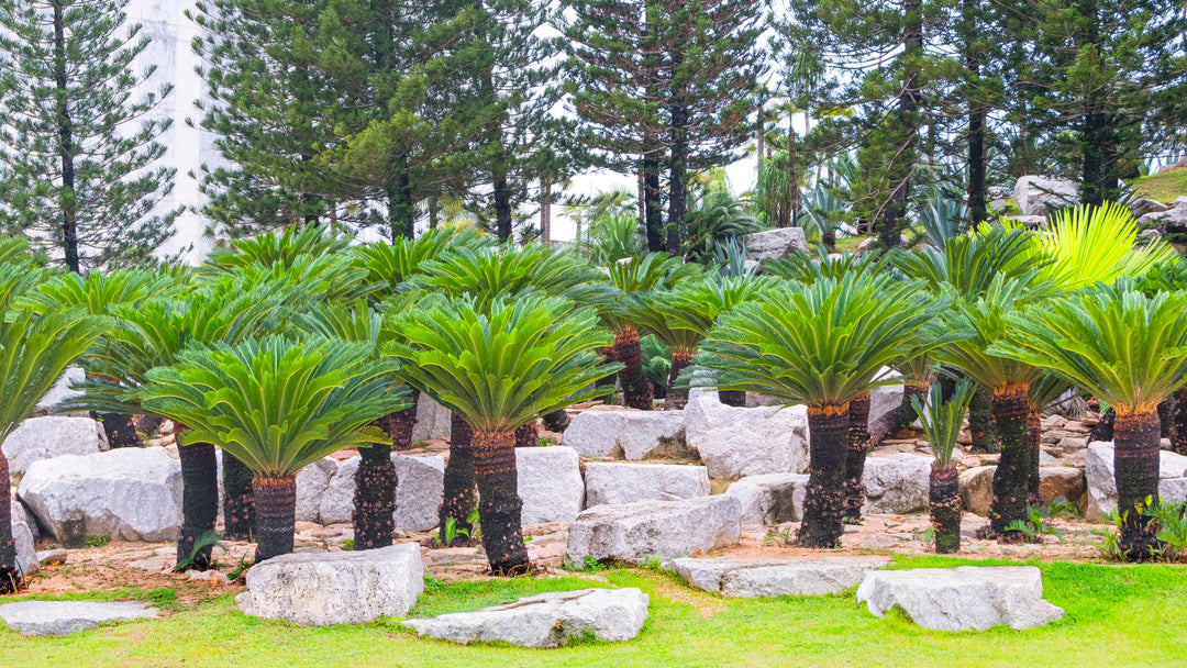 Cycas revoluta Sago Palm