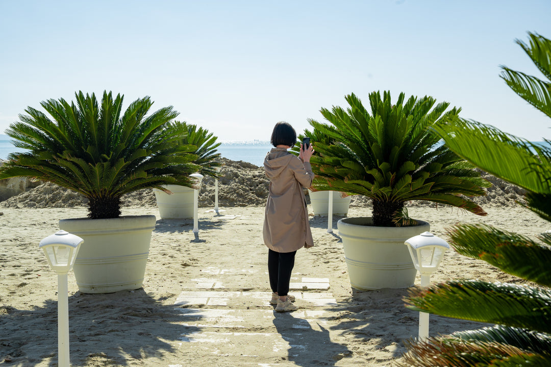 Cycas revoluta Sago Palm
