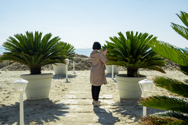 Cycas revoluta Sago Palm