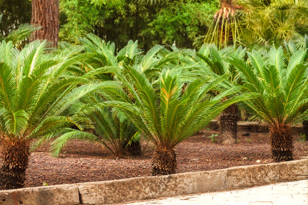 Cycas revoluta Sago Palm