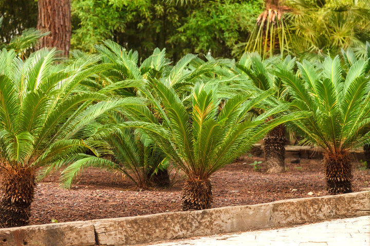 Cycas revoluta Sago Palm