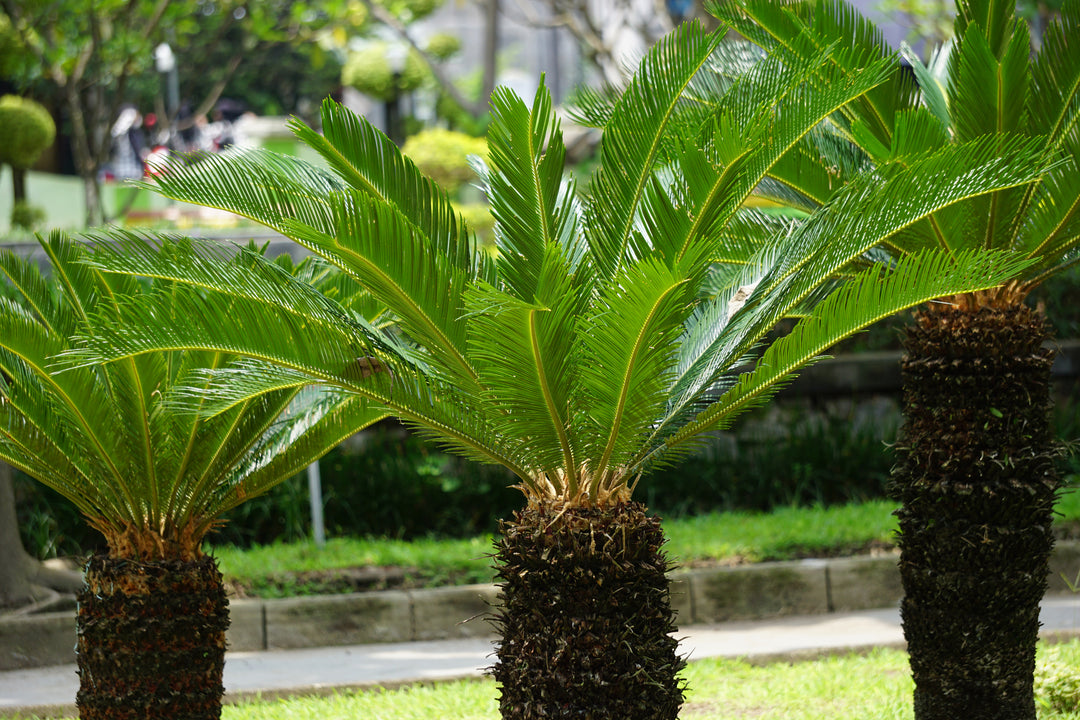 Cycas revoluta Sago Palm