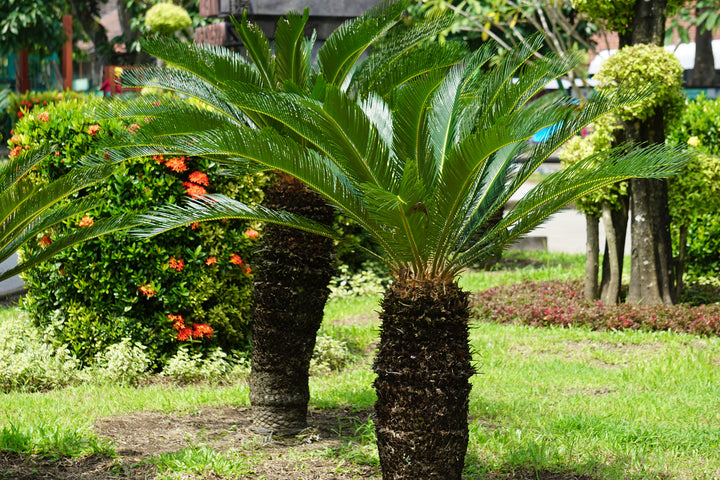 Cycas revoluta Sago Palm