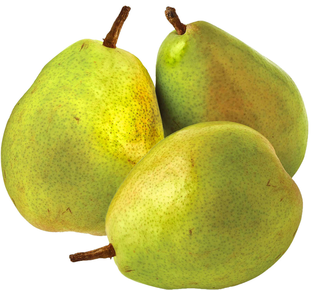 D'Anjou Pear Tree - 24" Box