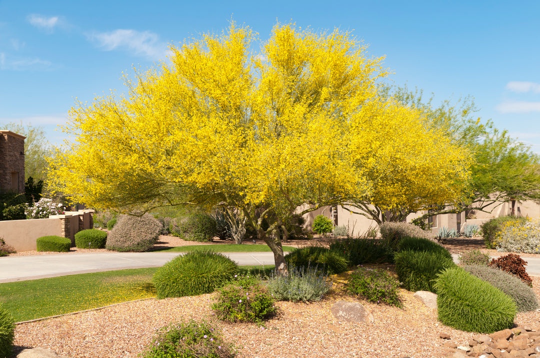 Desert Museum Palo Verde Tree
