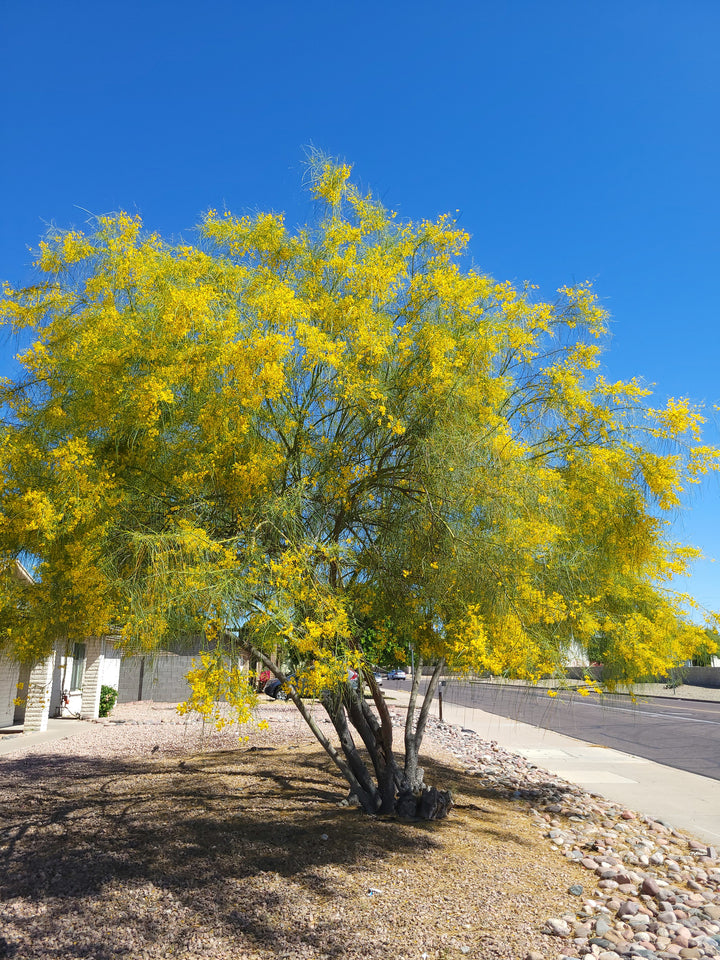Desert Museum Palo Verde Tree