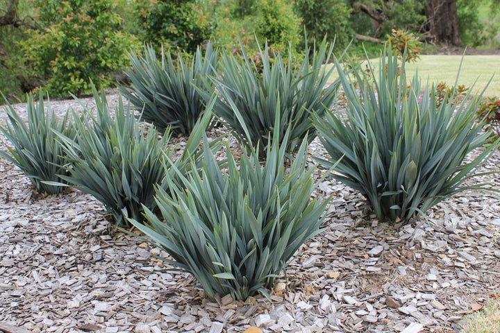Dianella Blutopia - 5 Gallon